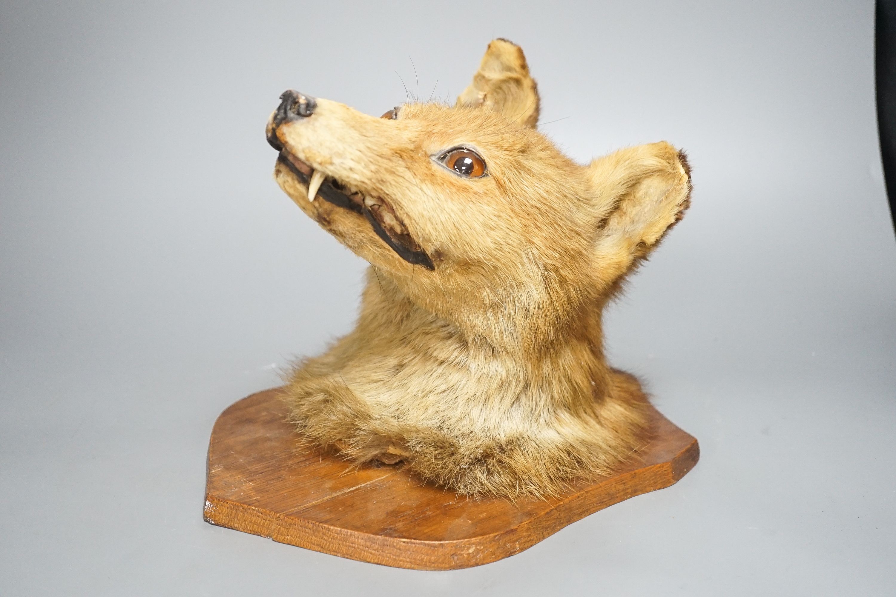 A taxidermy fox's head, mounted